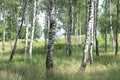 White birches in summer in birch grove Royalty Free Stock Photo