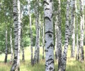 White birches in summer in birch grove Royalty Free Stock Photo
