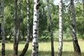 White birches in summer in birch grove