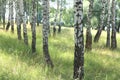White birches in summer in birch grove Royalty Free Stock Photo