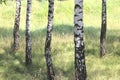 White birches in summer in birch grove Royalty Free Stock Photo
