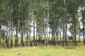 White birches in summer in birch grove Royalty Free Stock Photo