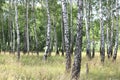 White birches in summer in birch grove Royalty Free Stock Photo