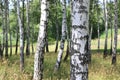 White birches in summer in birch grove Royalty Free Stock Photo