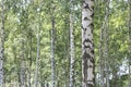 White birches in summer in birch grove Royalty Free Stock Photo