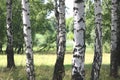 White birches in summer in birch grove Royalty Free Stock Photo