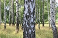 White birches in summer in birch grove Royalty Free Stock Photo