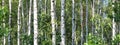 White birches in summer birch grove Royalty Free Stock Photo