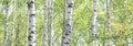 White birches in summer birch grove Royalty Free Stock Photo