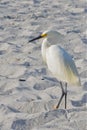 White bird at beach