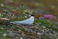 White bird with black cap, Arctic Tern, Sterna paradisaea, with Arctic landscape in background, Svalbard, Norway. Tern in the pink