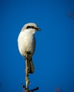a white bird with black and grey feathers sitting on a twig Royalty Free Stock Photo