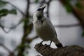 white bird with blue eyes on tree Royalty Free Stock Photo
