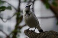 white bird with blue eyes on tree