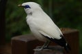 white bird with blue eyes on tree