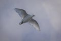 White bird called Antartic pigeon - chionis albus Ã¢â¬â in flight with extended wings and sunlight throught itÃÂ´s feathers