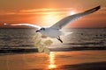 White Bird carrying a dry leaf branch is flying freely in the beautiful sunset background. Royalty Free Stock Photo