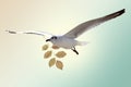 White Bird carrying a dry leaf branch is flying freely in Cloud and sky with a pastel colored background. Royalty Free Stock Photo