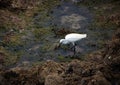 White bird drinking water. Royalty Free Stock Photo