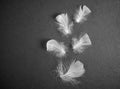 A white bird feather in close-up, on black background. A detailed delicate fluffy feather. The angel symbol Royalty Free Stock Photo