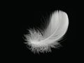 A white bird feather in close-up, highlighted on black background. A detailed delicate fluffy feather. The angel symbol Royalty Free Stock Photo