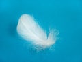 A white bird feather in close-up, highlighted on blue background. A detailed delicate fluffy feather. The angel symbol Royalty Free Stock Photo