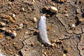 White bird feather with the drops of dew, lies on the dry ground Royalty Free Stock Photo