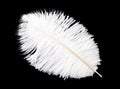 White bird feather isolated on black background Royalty Free Stock Photo