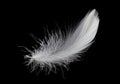 White Bird Feather Isolated on Black Background. Down Swan Feather. Royalty Free Stock Photo