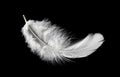 White Bird Feather Isolated on Black Background.	Swan Feather Royalty Free Stock Photo