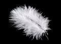 White bird feather isolated on black background Royalty Free Stock Photo