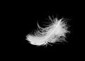 White bird feather lies on a black isolated background Royalty Free Stock Photo