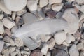 White bird feather lying on the pebbles on seaside