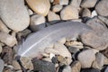 White bird feather lying on the pebbles on seaside