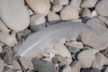 White bird feather lying on the pebbles on seaside