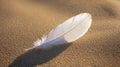 White bird feather lying on sandy beach with soft shadow Royalty Free Stock Photo
