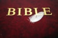 White bird feather on red bible book cover