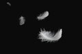 White Bird Feathers Floating in The Dark. Swan Feathers on Black Background Royalty Free Stock Photo