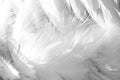 White bird feathers. Gentle soft nature background