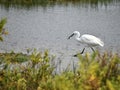 White bird with Fish