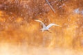 white bird flies over misty river in sunset rays Royalty Free Stock Photo