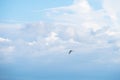 White bird flying in the blue sky with cloudy. I Royalty Free Stock Photo