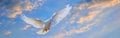 White Bird Flying in Cloudy Blue Sky Royalty Free Stock Photo