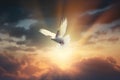 a white bird flying through a cloudy sky with the sun in the background and clouds in the foreground, with the sun peeking Royalty Free Stock Photo