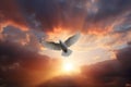 a white bird flying through a cloudy sky with the sun in the background and clouds in the foreground with the sun shining through Royalty Free Stock Photo