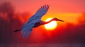 A white bird flying in front of a sunset Royalty Free Stock Photo