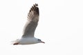 White bird flying isolated in white background Royalty Free Stock Photo