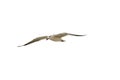 White Bird Flying Isolated Closeup Royalty Free Stock Photo