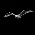 white bird flying isolated Royalty Free Stock Photo