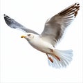 white bird flying isolated Royalty Free Stock Photo